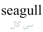 seagull