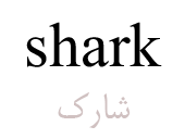 shark