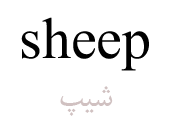 sheep