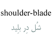 shoulder-blade
