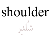 shoulder