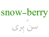 snow-berry
